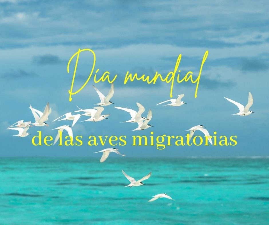 POST AVES MIGRATORIAS 5