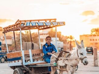 donkey, desert, siwa, egypt, oasis, sunset, evening atmosphere, work, road, to travel, adventure, culture, tradition, nature