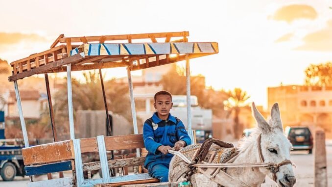 donkey, desert, siwa, egypt, oasis, sunset, evening atmosphere, work, road, to travel, adventure, culture, tradition, nature
